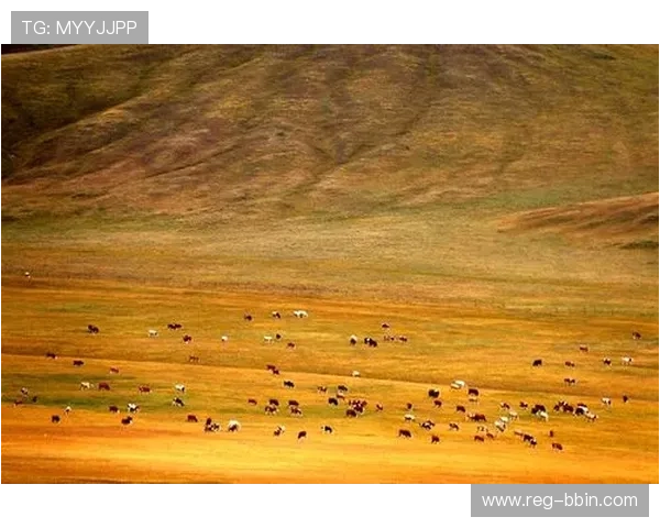 万博manbetx官网官方平台详细介绍及注册流程指南帮助新手快速上手